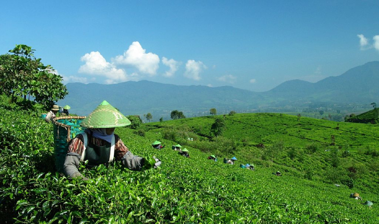 2022年首列四川茶葉出口中亞專列開行